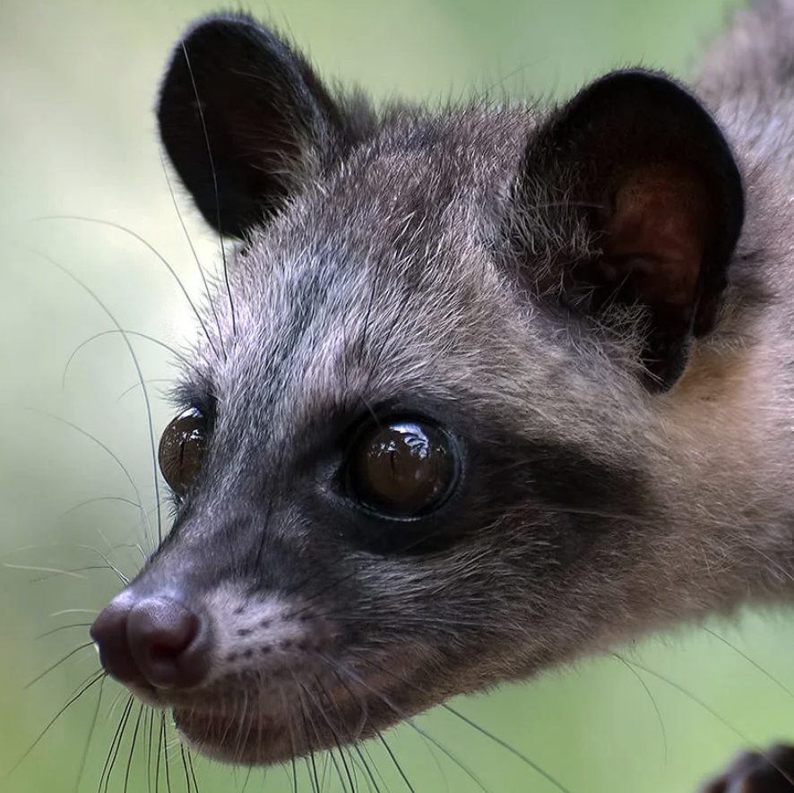 The Most expensive coffee logo